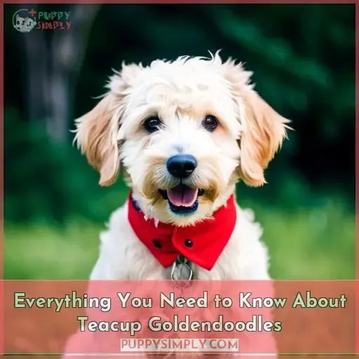 teacup goldendoodle