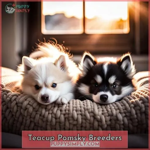 Teacup Pomsky Breeders