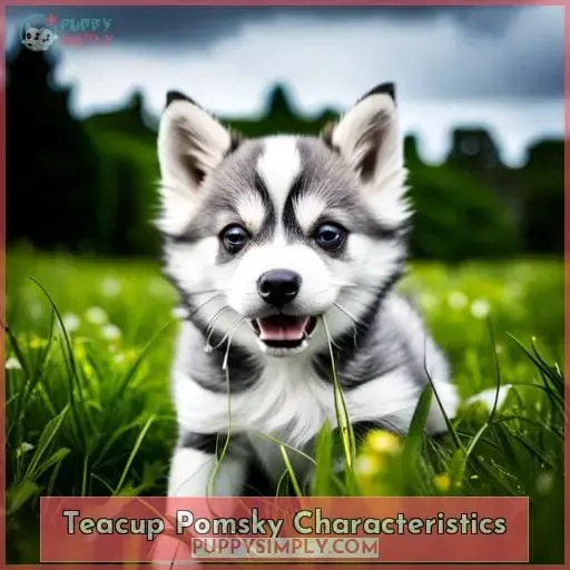 Teacup Pomsky Characteristics