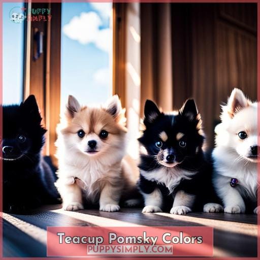 Teacup Pomsky Colors