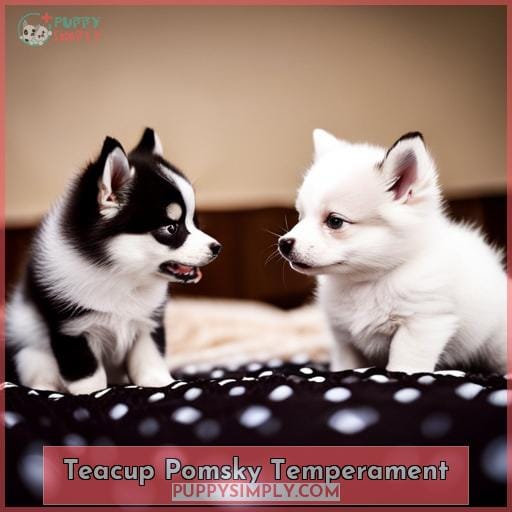 Teacup Pomsky Temperament