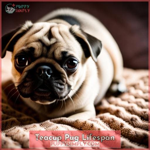 Teacup Pug Lifespan