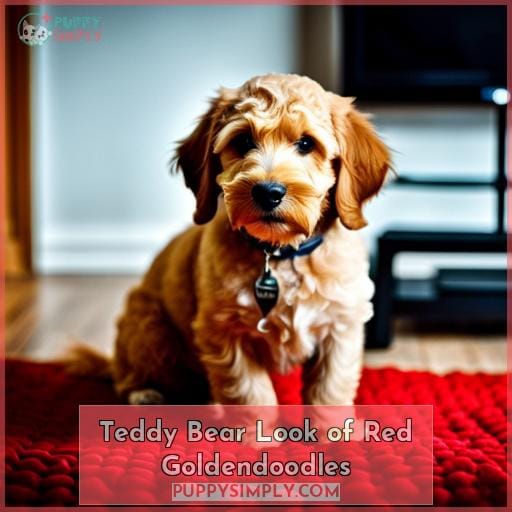 Teddy Bear Look of Red Goldendoodles