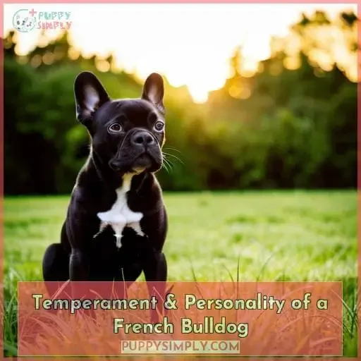 Temperament & Personality of a French Bulldog