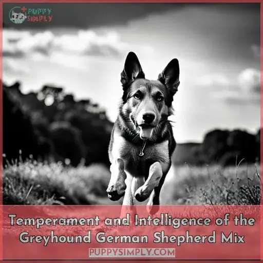 Temperament and Intelligence of the Greyhound German Shepherd Mix