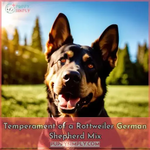 Temperament of a Rottweiler German Shepherd Mix