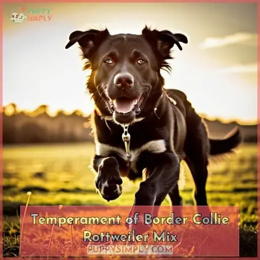 Temperament of Border Collie Rottweiler Mix