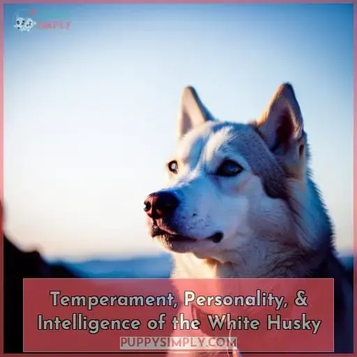 Temperament, Personality, & Intelligence of the White Husky