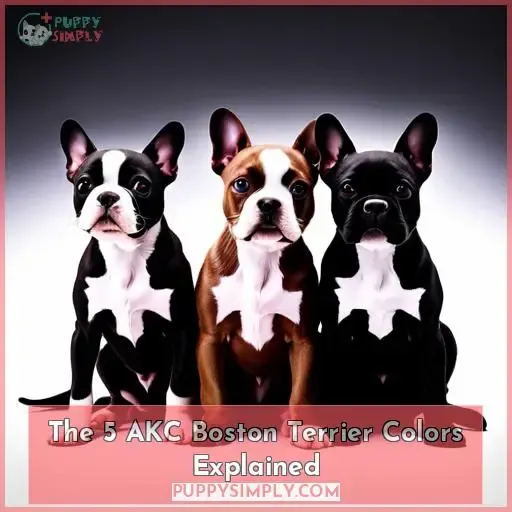 The 5 AKC Boston Terrier Colors Explained
