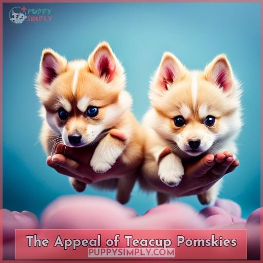 The Appeal of Teacup Pomskies
