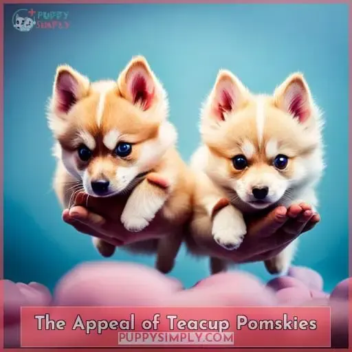 The Appeal of Teacup Pomskies
