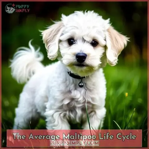 The Average Maltipoo Life Cycle