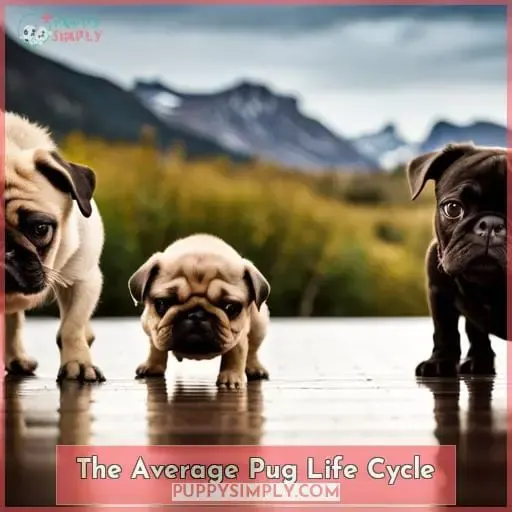 The Average Pug Life Cycle