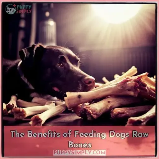 The Benefits of Feeding Dogs Raw Bones