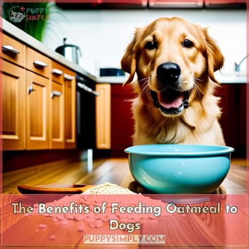 The Benefits of Feeding Oatmeal to Dogs