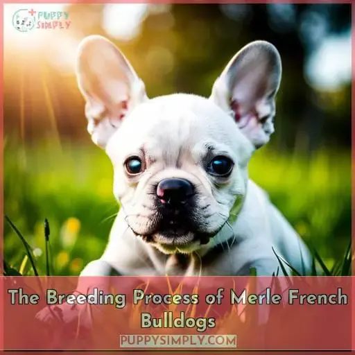 The Breeding Process of Merle French Bulldogs