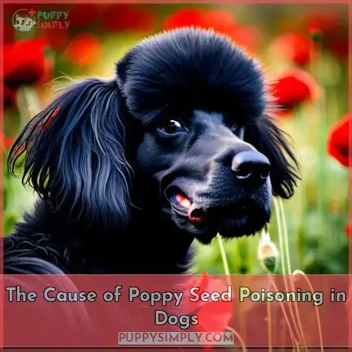 The Cause of Poppy Seed Poisoning in Dogs