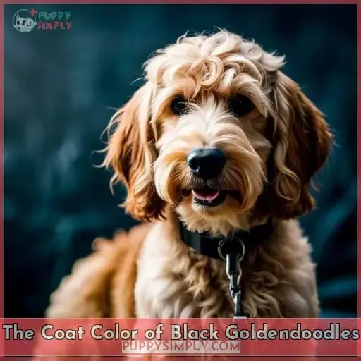 The Coat Color of Black Goldendoodles