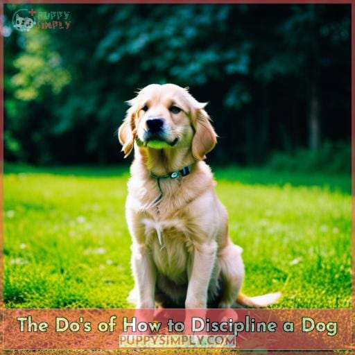 Learn How to Discipline a Dog Effectively in 2023