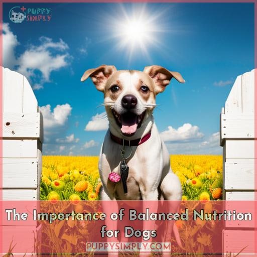 The Importance of Balanced Nutrition for Dogs