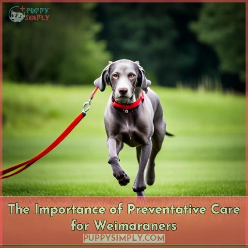 The Importance of Preventative Care for Weimaraners