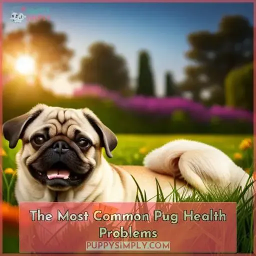 The Most Common Pug Health Problems