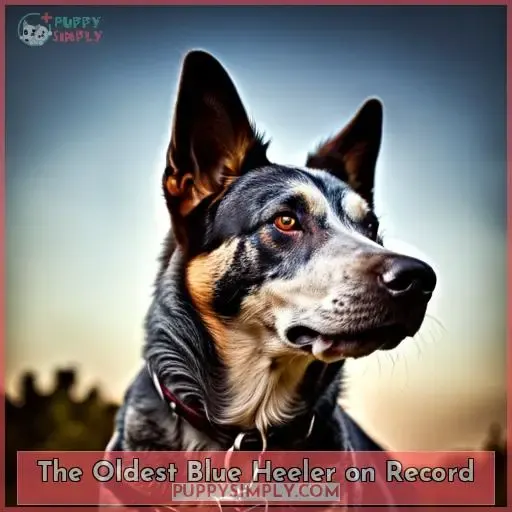 The Oldest Blue Heeler on Record