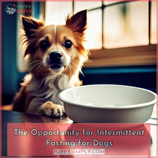 The Opportunity for Intermittent Fasting for Dogs