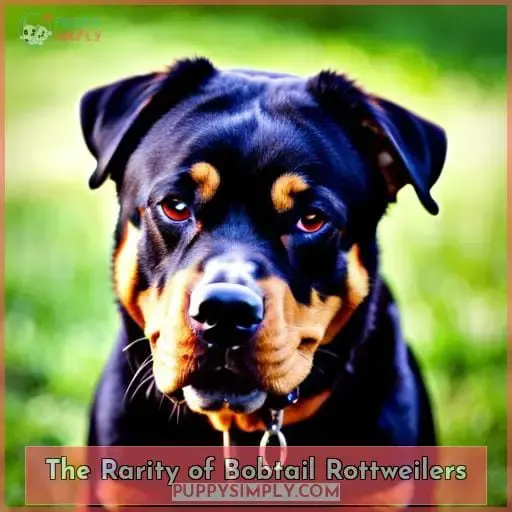 The Rarity of Bobtail Rottweilers