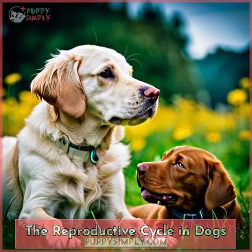 The Reproductive Cycle in Dogs