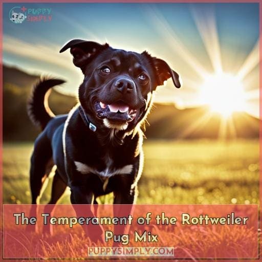 Rottweiler Pug Mix the Adorable Pugweiler a Loyal Furry Companion