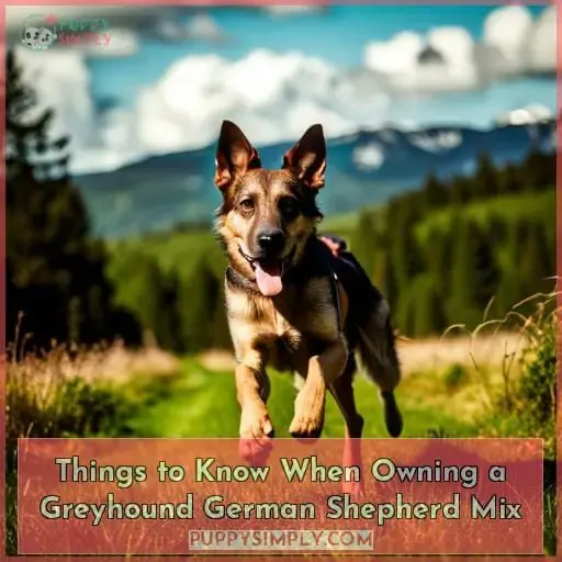 Things to Know When Owning a Greyhound German Shepherd Mix