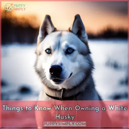 Things to Know When Owning a White Husky