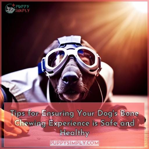 Tips for Ensuring Your Dog