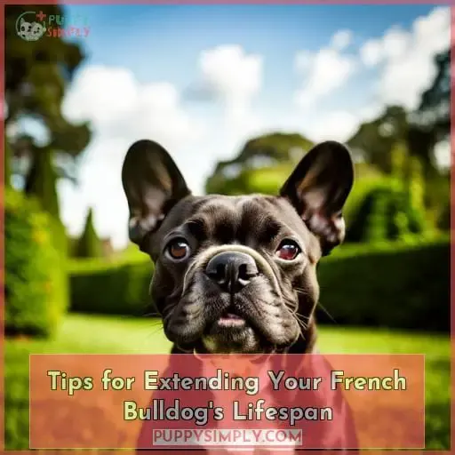 Tips for Extending Your French Bulldog