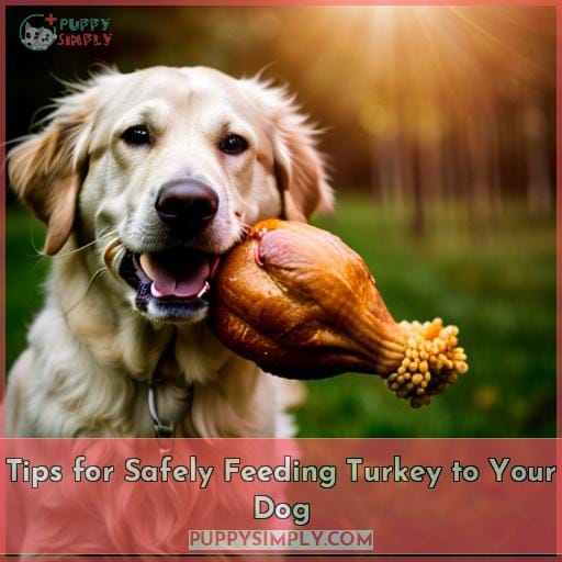 Tips for Safely Feeding Turkey to Your Dog