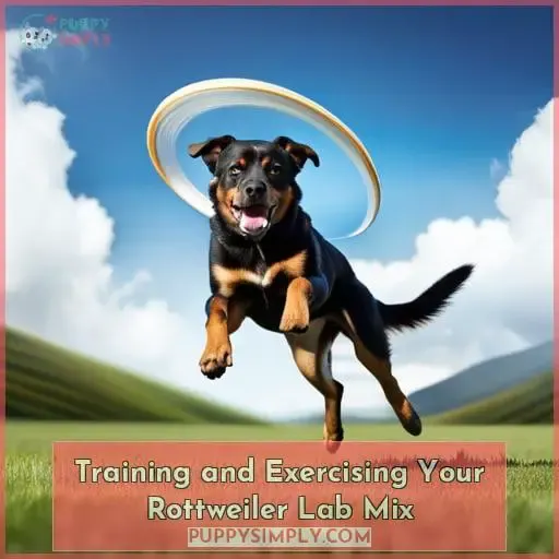 Training and Exercising Your Rottweiler Lab Mix