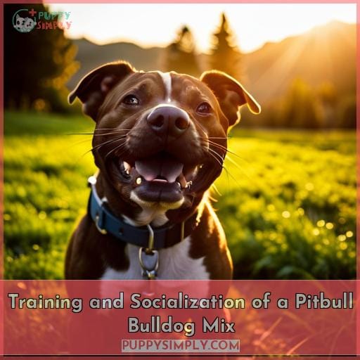 Training and Socialization of a Pitbull Bulldog Mix