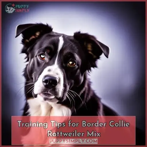 Training Tips for Border Collie Rottweiler Mix