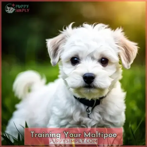 Training Your Maltipoo