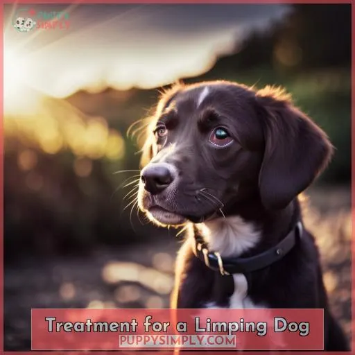 Treatment for a Limping Dog