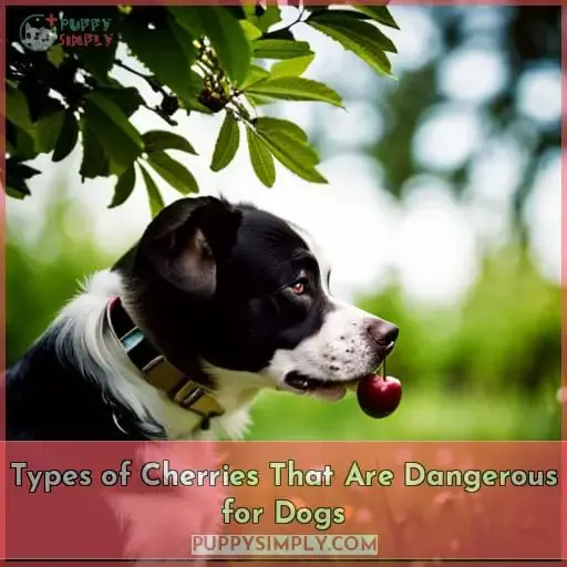 Types of Cherries That Are Dangerous for Dogs