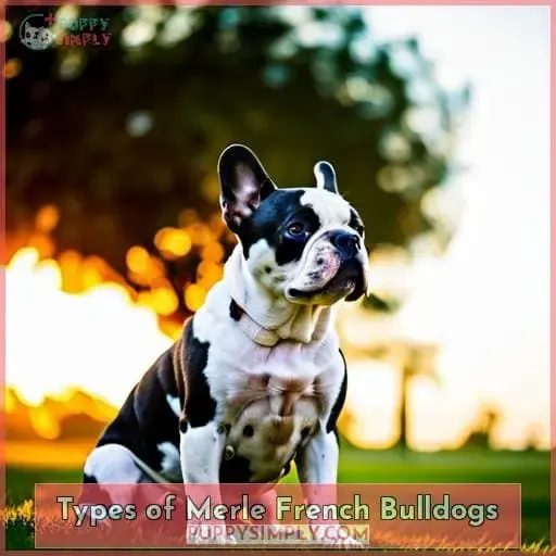 Types of Merle French Bulldogs