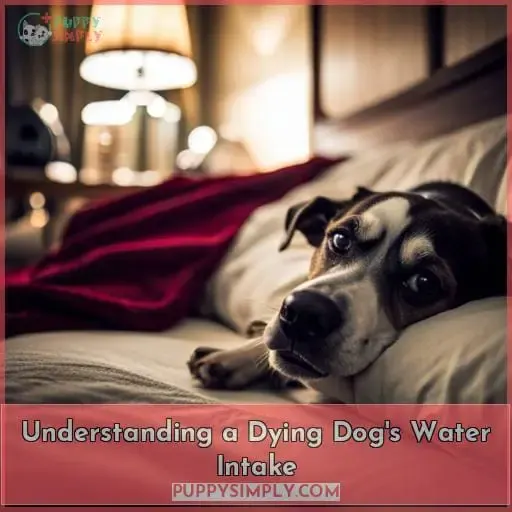 Understanding a Dying Dog