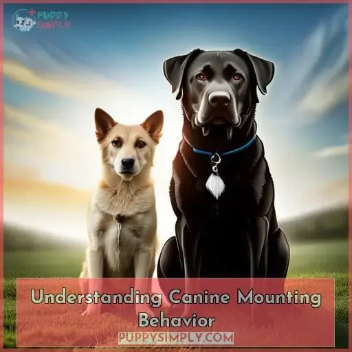 Understanding Canine Mounting Behavior