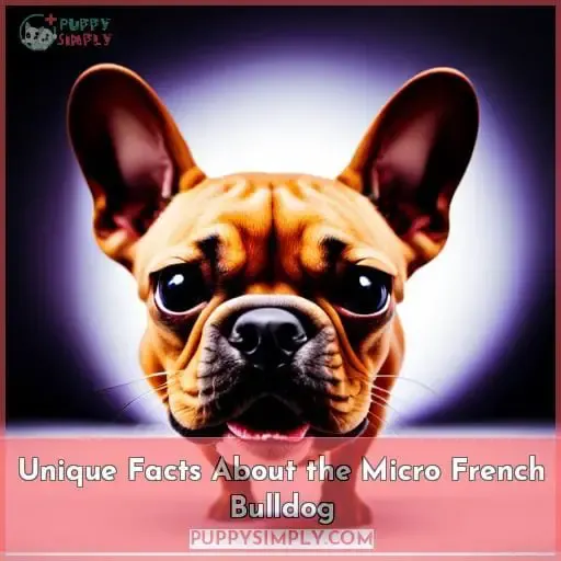 Unique Facts About the Micro French Bulldog