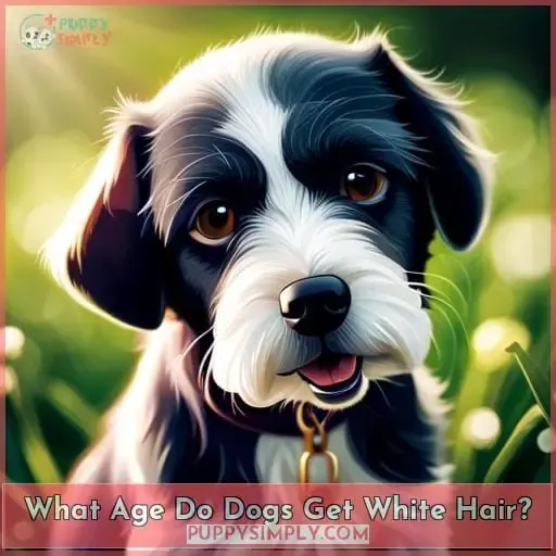 What Age Do Dogs Get White Hair?