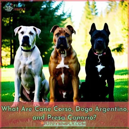 What Are Cane Corso, Dogo Argentino, and Presa Canario?