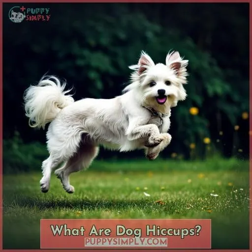 What Are Dog Hiccups?