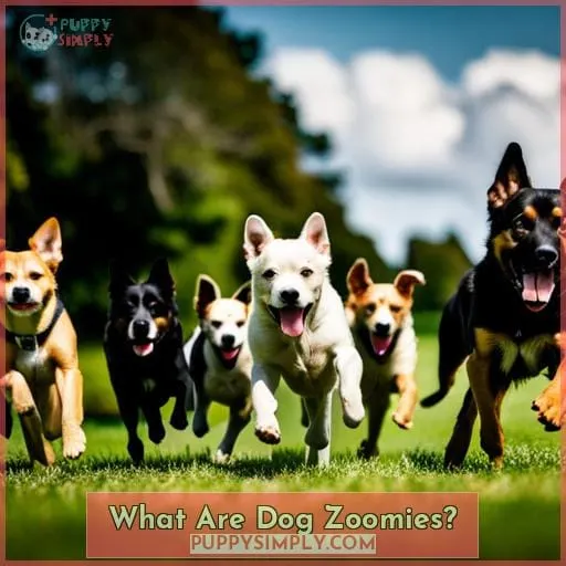 What Are Dog Zoomies?
